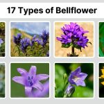 17 Types of Bellflower: Identification with Picture