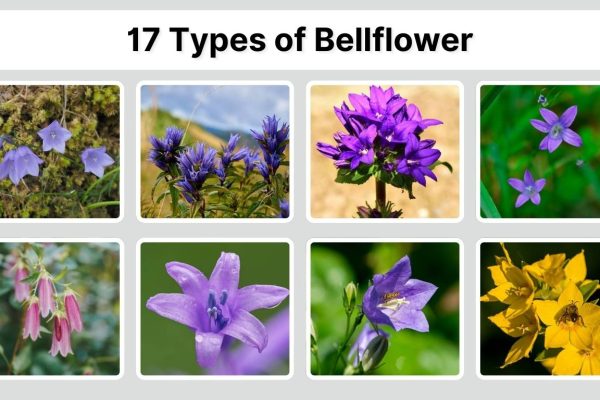 17 Types of Bellflower: Identification with Picture