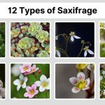 12 Types of Saxifrage: Identification with Picture