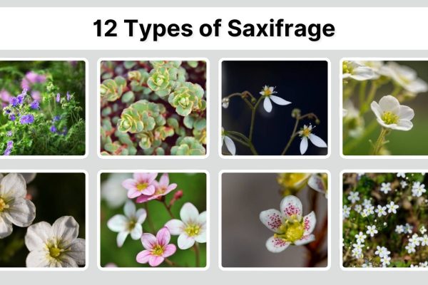 12 Types of Saxifrage: Identification with Picture