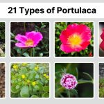 21 Types of Portulaca: Identification with Picture