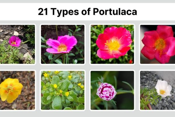 21 Types of Portulaca: Identification with Picture
