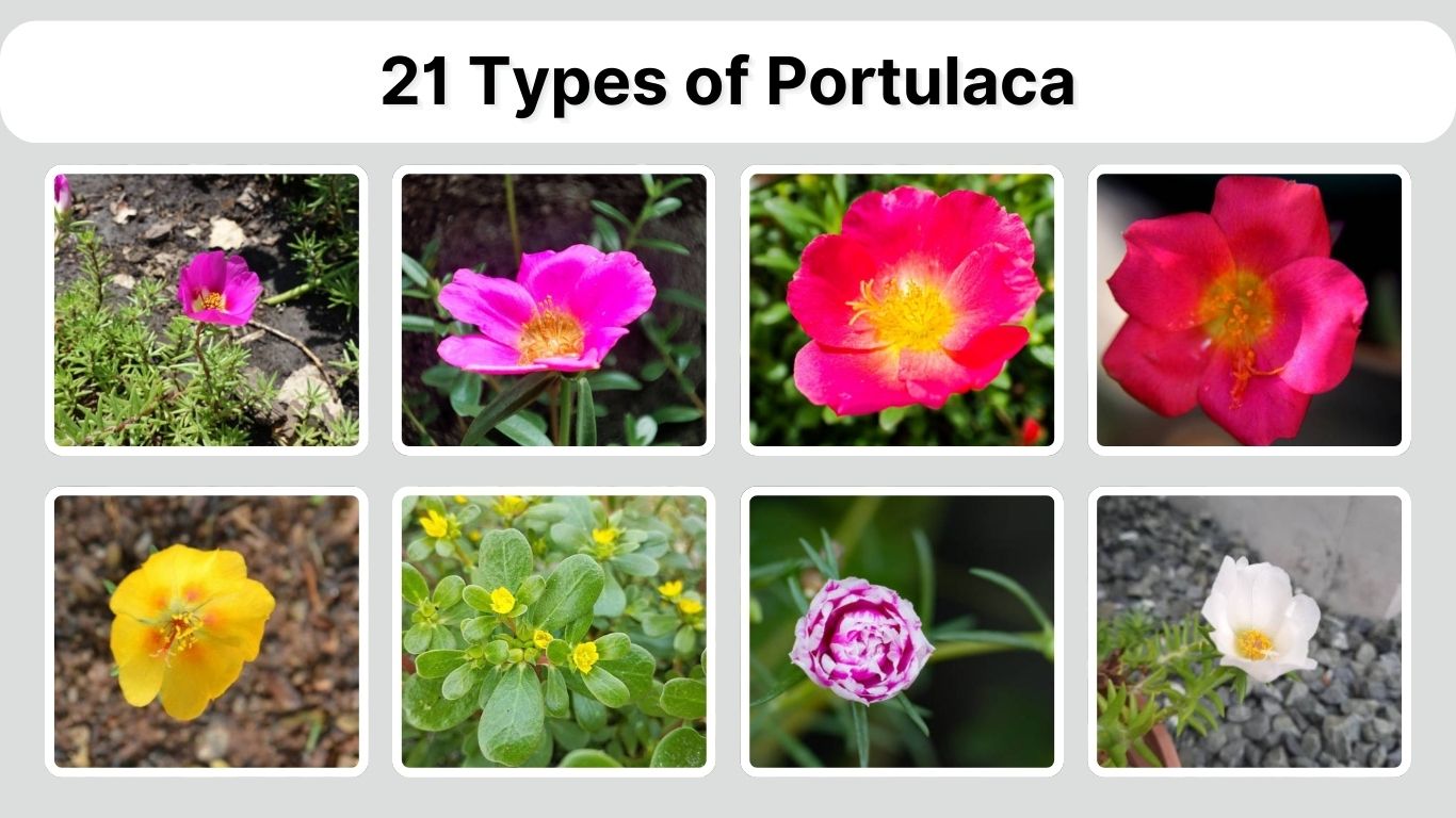 21 Types of Portulaca: Identification with Picture