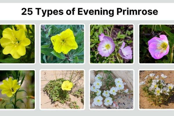 25 Types of Evening Primrose: Identification with Picture