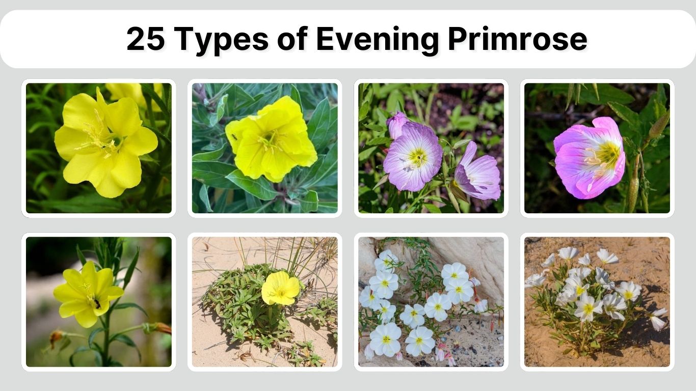 25 Types of Evening Primrose: Identification with Picture