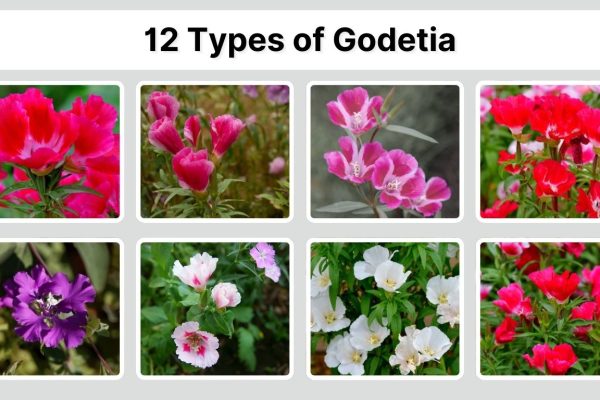 12 Types of Godetia: Identification with Picture