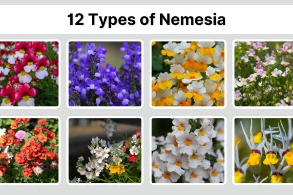 12 Types of Nemesia: Identification with Picture