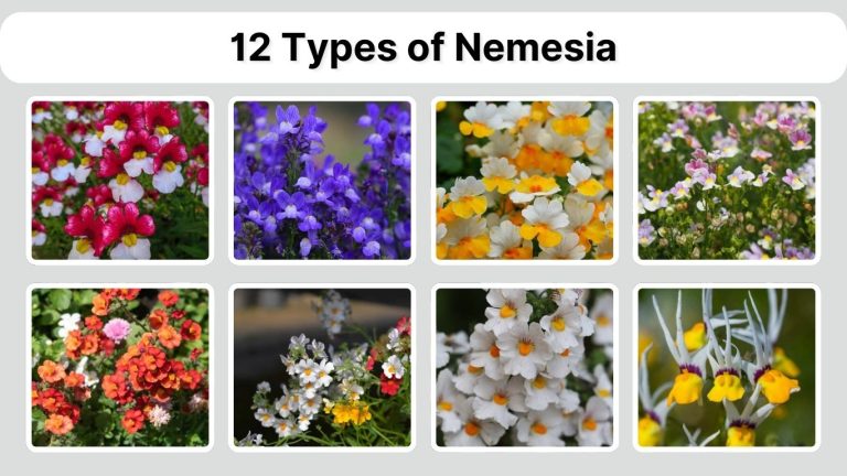 12 Types of Nemesia: Identification with Picture