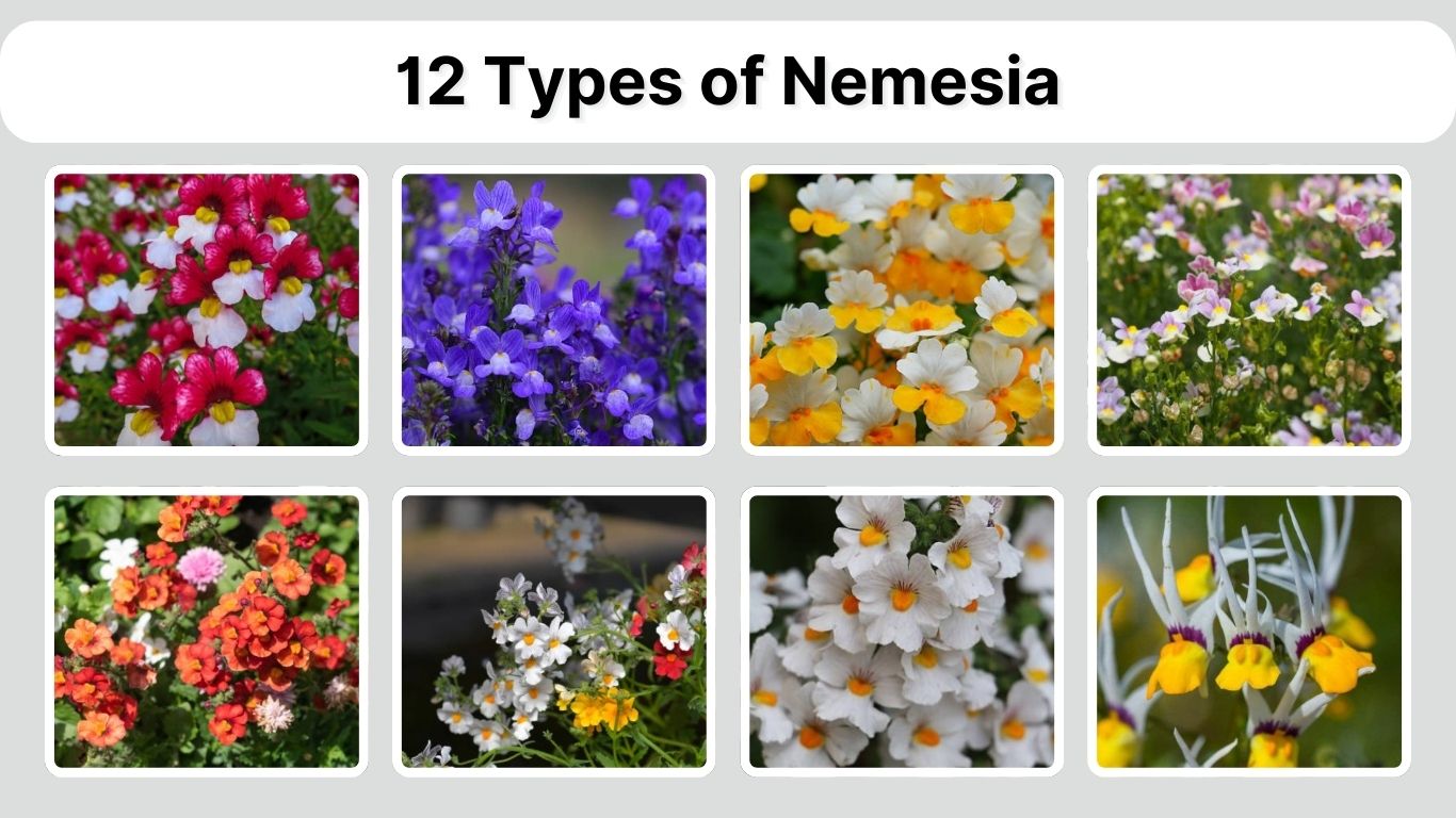 12 Types of Nemesia: Identification with Picture