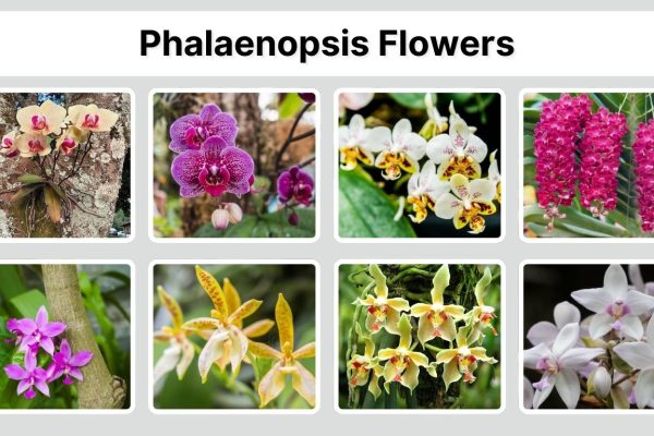 27 Types of Phalaenopsis Flowers (Moth Orchid Species Identification)