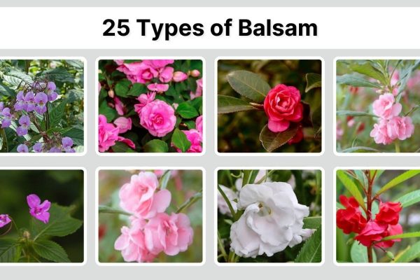 25 Types of Balsam: Identification with Picture