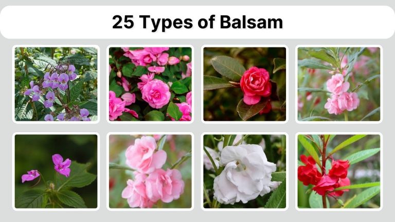 25 Types of Balsam: Identification with Picture