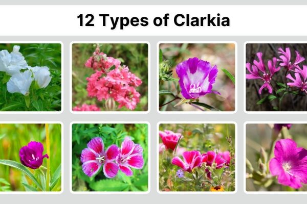 12 Types of Clarkia: Species Identification with Pictures