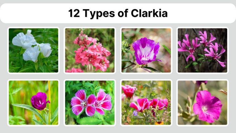 12 Types of Clarkia: Species Identification with Pictures
