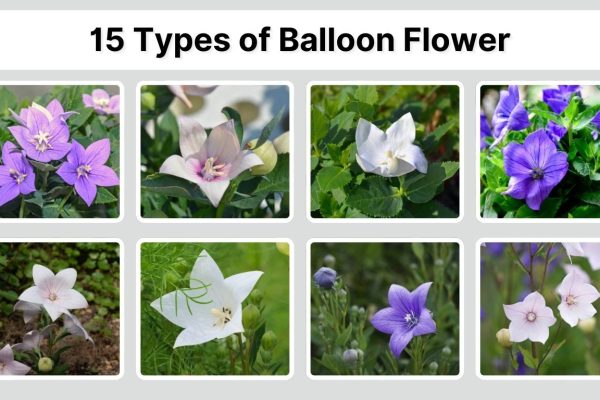 15 Types of Balloon Flower: Species Identification with Pictures