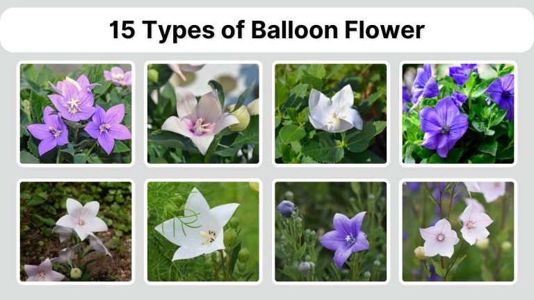 15 Types of Balloon Flower: Species Identification with Pictures