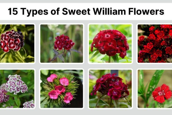15 Types of Sweet William Flowers: Species Identification with Pictures