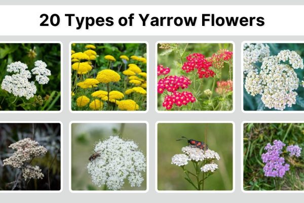 20 Types of Yarrow Flowers: Different Plant Identification with Pictures