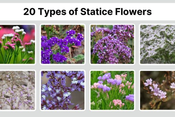 20 Types of Statice Flowers: Identification with Pictures