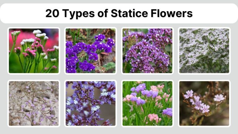 20 Types of Statice Flowers: Identification with Pictures