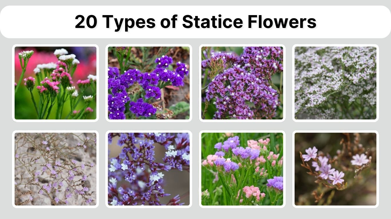 20 Types of Statice Flowers: Identification with Pictures