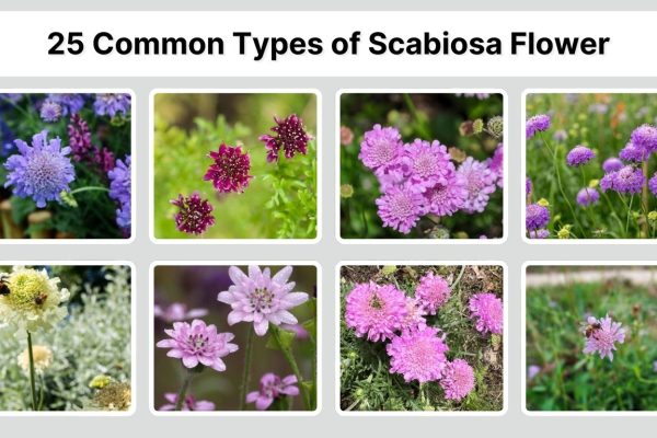 25 Common Types of Scabiosa Flower: Identification with Picture