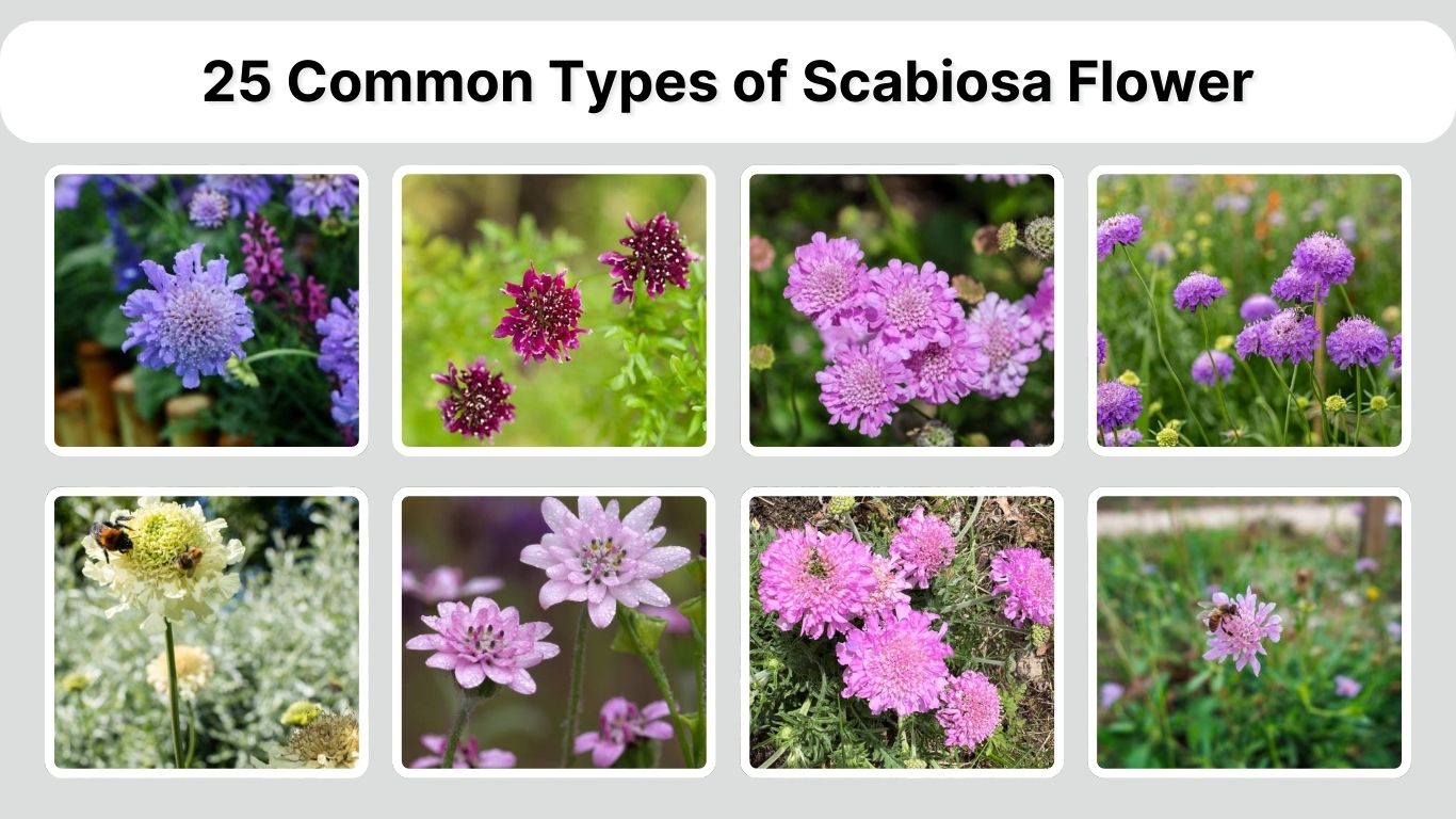 25 Common Types of Scabiosa Flower: Identification with Picture