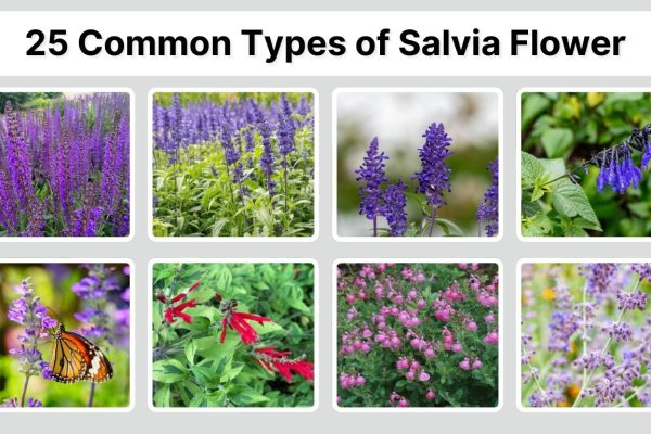 25 Common Types of Salvia Flower: Identification with Plant Pictures