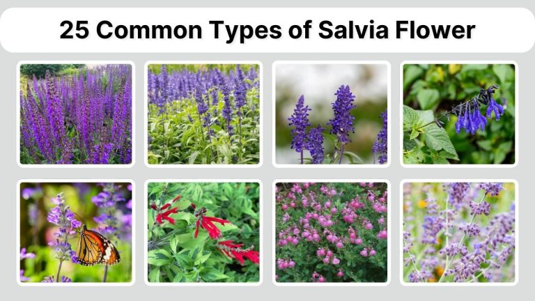 25 Common Types of Salvia Flower: Identification with Plant Pictures