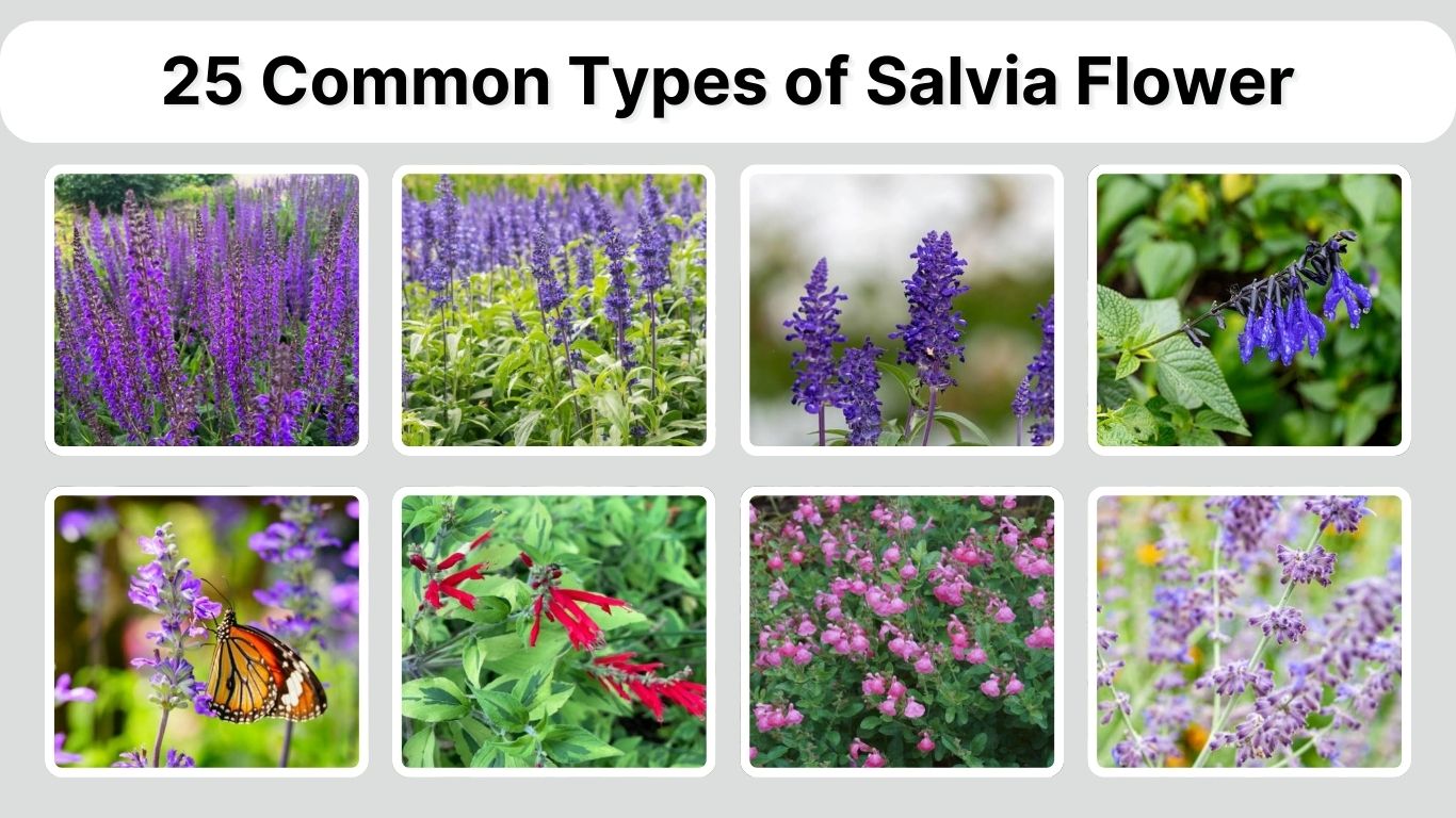 25 Common Types of Salvia Flower: Identification with Plant Pictures