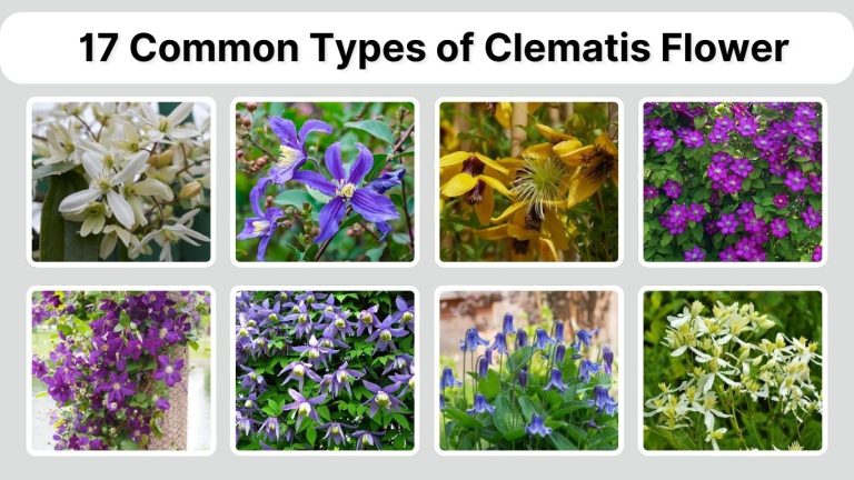 17 Common Types of Clematis Flower: Identification with Pictures