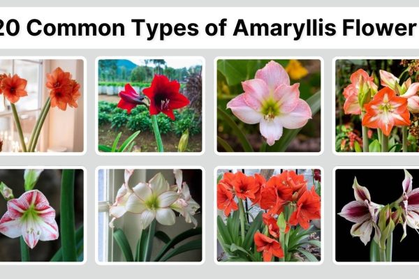 20 Common Types of Amaryllis Flower: Identification with Pictures