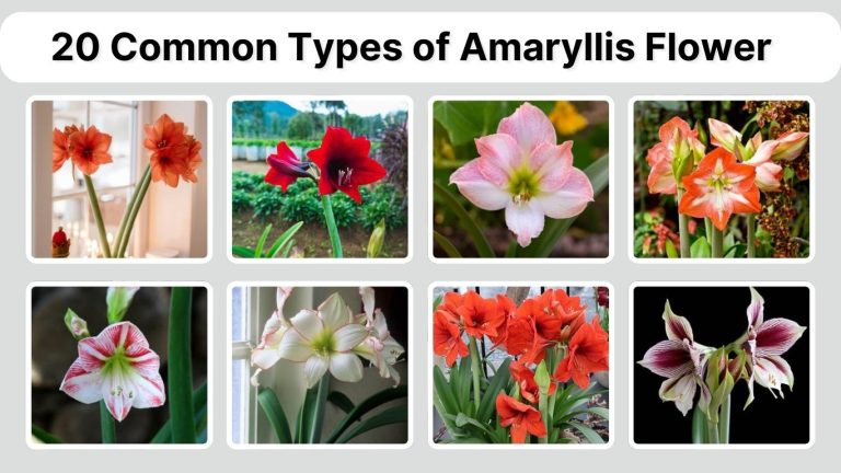 20 Common Types of Amaryllis Flower: Identification with Pictures