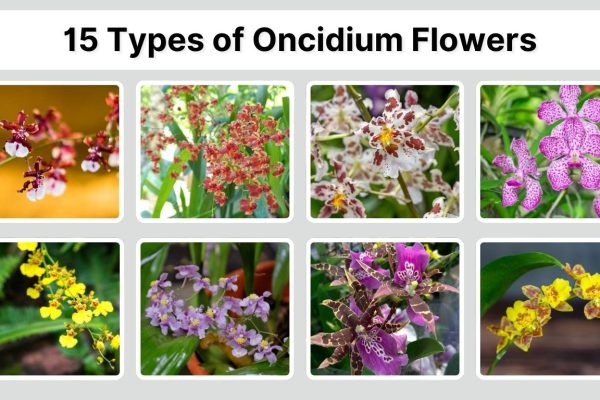 15 Types of Oncidium Flowers: Identification with Pictures 