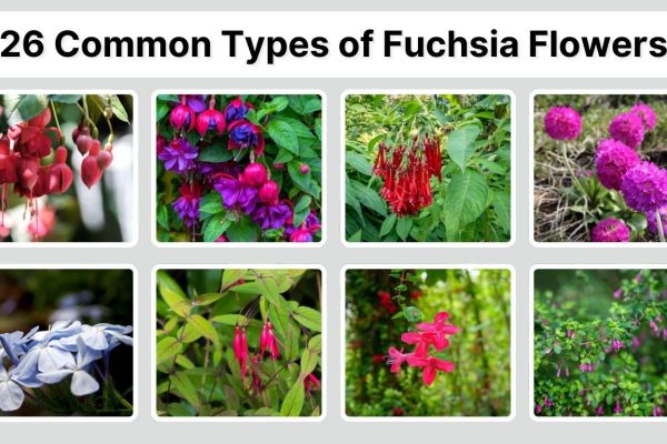 26 Common Types of Fuchsia Flowers: Identification with Pictures
