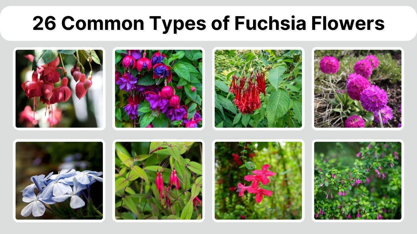 26 Common Types of Fuchsia Flowers: Identification with Pictures
