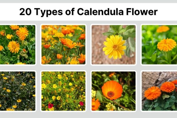 20 Types of Calendula Flower: Identification with Picture