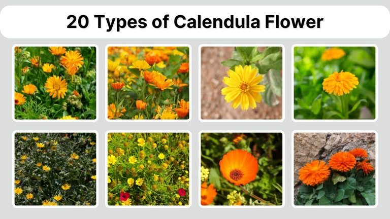 20 Types of Calendula Flower: Identification with Picture