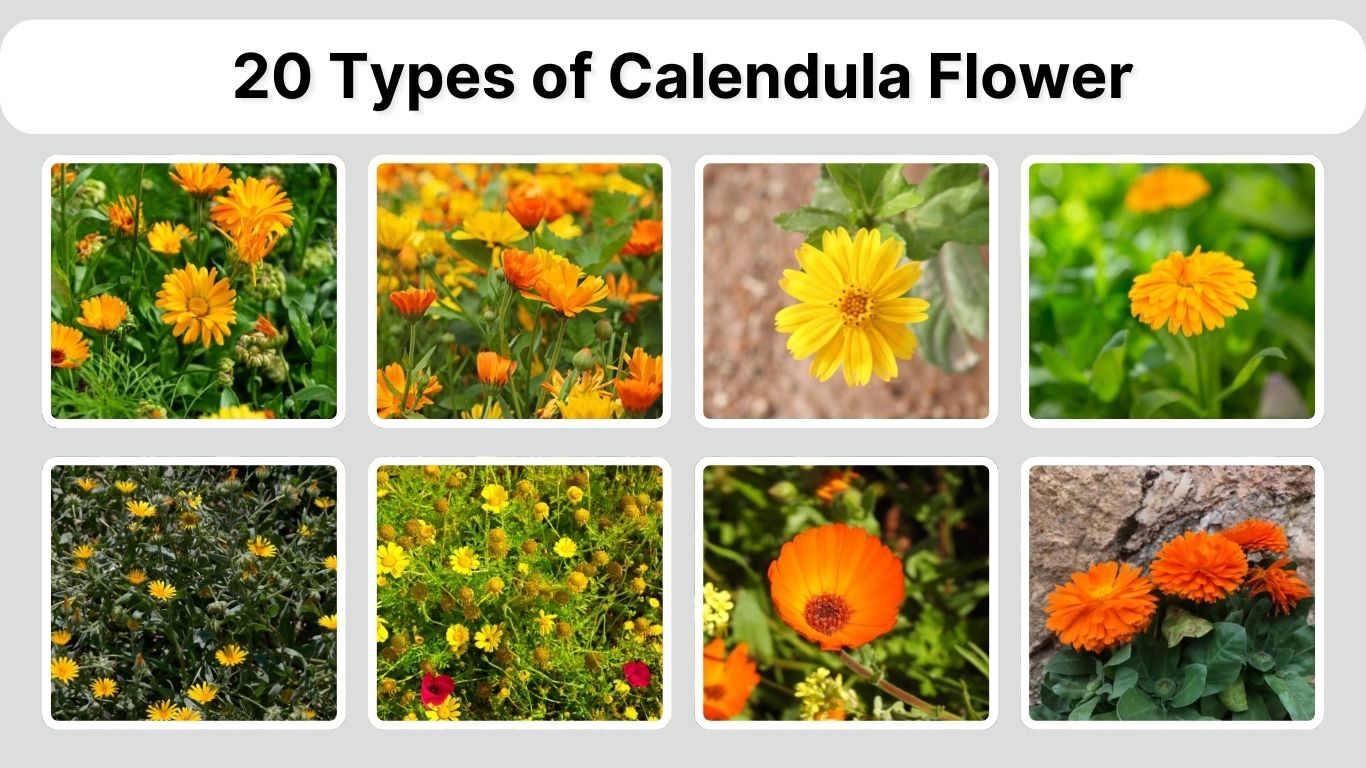 20 Types of Calendula Flower: Identification with Picture