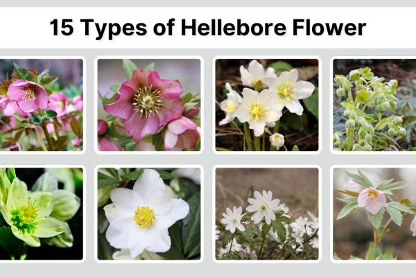 15 Types of Hellebore Flower: Identification with Picture