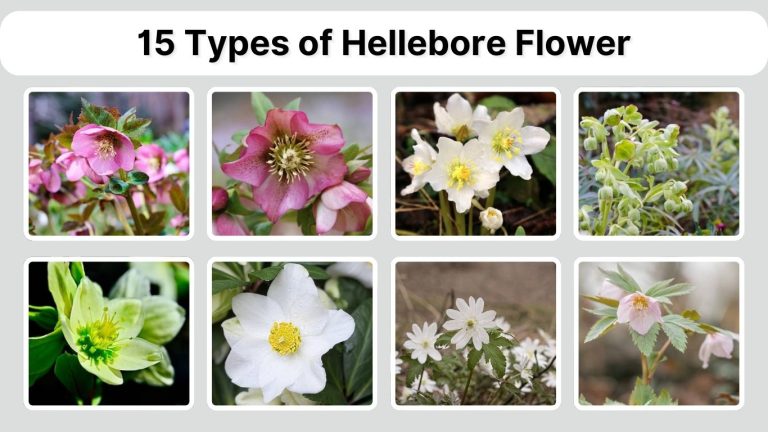 15 Types of Hellebore Flower: Identification with Picture