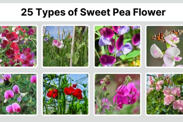 25 Types of Sweet Pea Flower: Identification with Picture