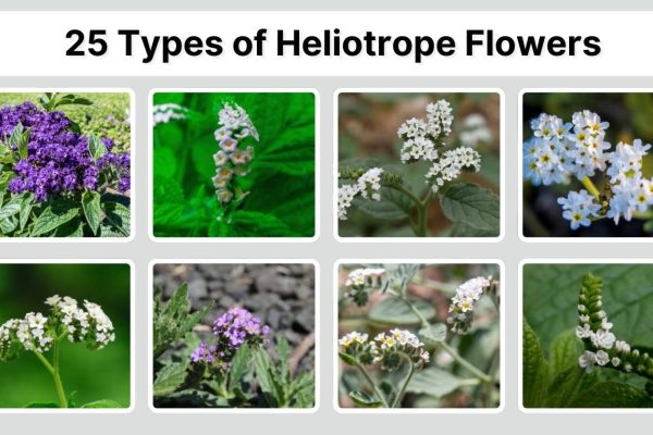 25 Types of Heliotrope Flowers: Identification with Picture
