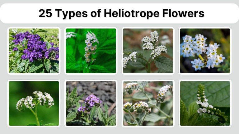 25 Types of Heliotrope Flowers: Identification with Picture