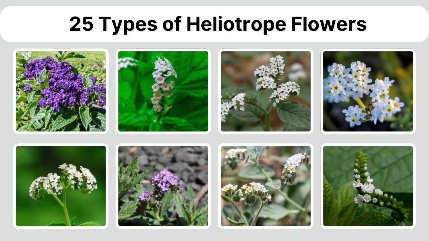 25 Types of Heliotrope Flowers: Identification with Picture