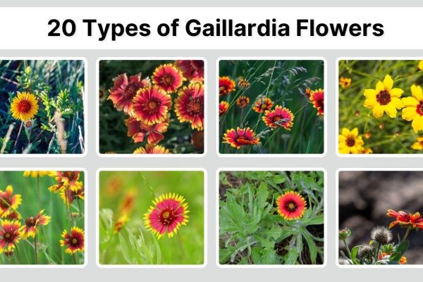 20 Types of Gaillardia Flowers: Identification with Picture