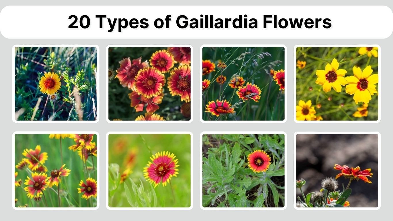 20 Types of Gaillardia Flowers: Identification with Picture