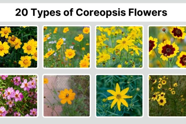 20 Types of Coreopsis (Tickseed) Flowers: Identification with Pictures