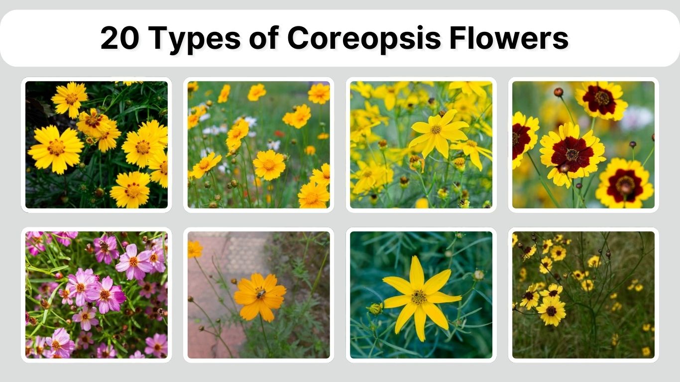 20 Types of Coreopsis (Tickseed) Flowers: Identification with Pictures