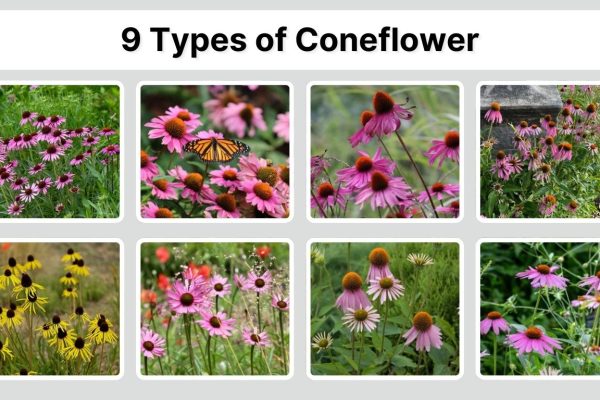 9 Types of Coneflower (Echinacea): Identification with Pictures